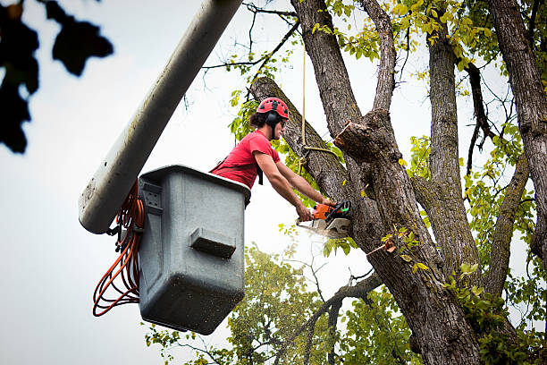 Best Hazardous Tree Removal  in Rden City, GA